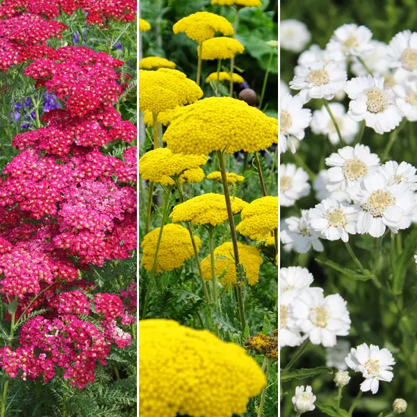 Achillea Collection