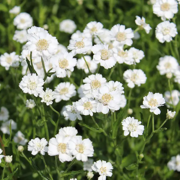 Achillea Collection