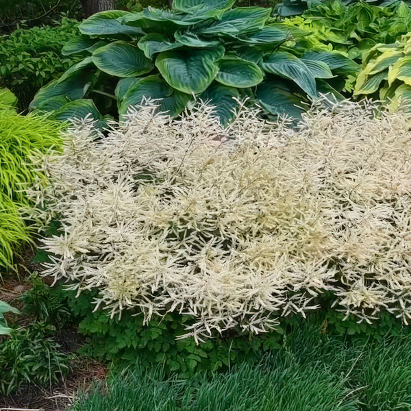 Aruncus Chantilly Lace 3pk Aruncus Chantilly Lace 3pk