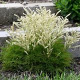 Aruncus Fairy Hair - Garden Express Australia