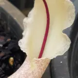 Biarum Marmarisense Biarum Marmarisense