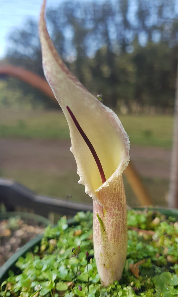 Biarum Marmarisense Biarum Marmarisense