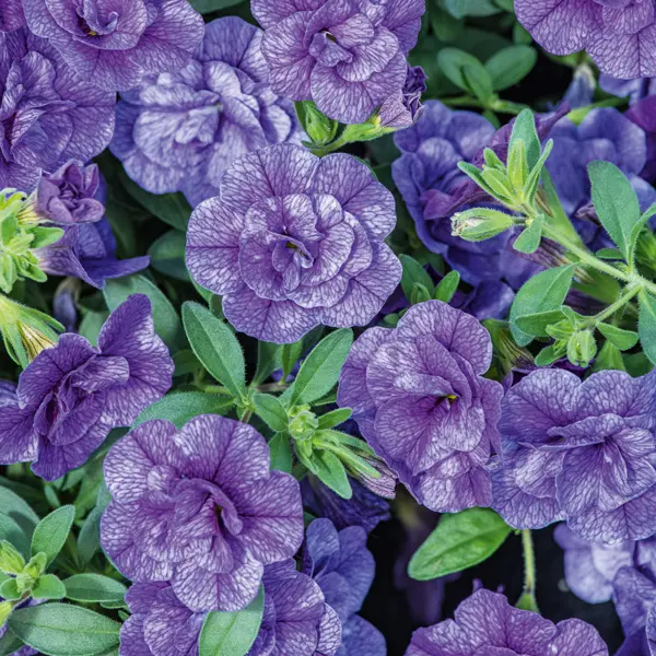 Calibrachoa Can Can Rosies Blue Calibrachoa Can Can Rosies Blue