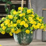 Calibrachoa Can Can Rosies Yellow P68calcry - Garden Express Australia