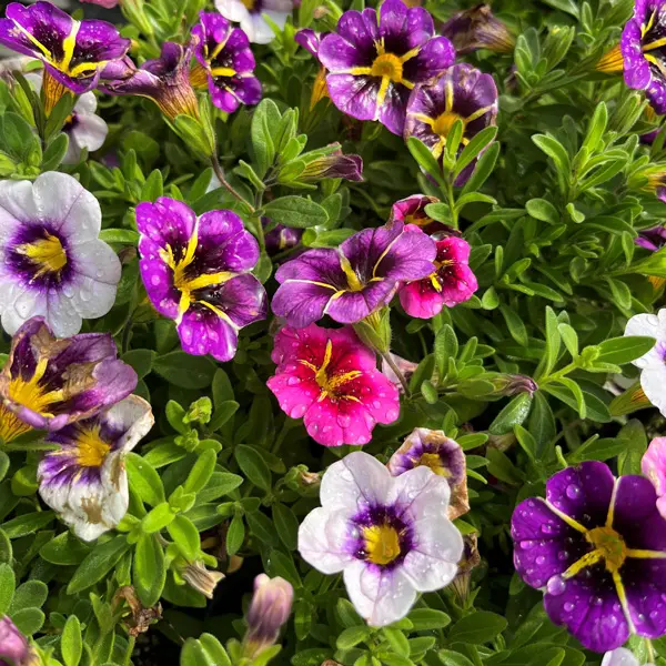 Calibrachoa Tik Tok Triple Mix Calibrachoa Tik Tok Triple Mix