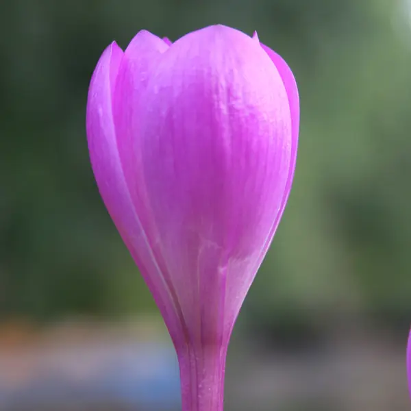 Colchicum Bornmeulleri