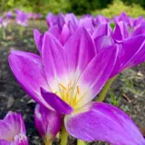 Colchicum Bornmeulleri Colchicum Bornmeulleri