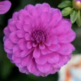 Dahlia Collection Lagoon Blue P75dahclb - Garden Express Australia