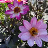 Dahlia Dahlegria Magenta Bicolour P75dahdmb - Garden Express Australia