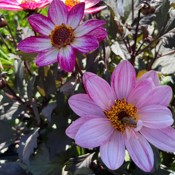 Dahlia Dahlegria Magenta Bicolour Dahlia Dahlegria Magenta Bicolour
