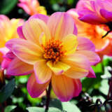 Dahlia Dreamy Fantasy Dahlia Dreamy Fantasy