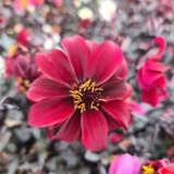 Dahlia Dreamy Hot Chocolate Dahlia Dreamy Hot Chocolate