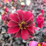 Dahlia Dreamy Hot Chocolate Dahlia Dreamy Hot Chocolate