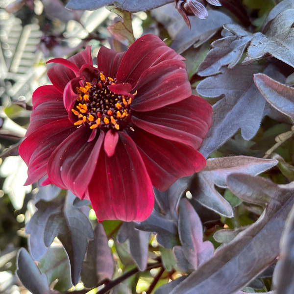 Dahlia Dreamy Hot Chocolate Dahlia Dreamy Hot Chocolate
