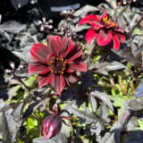 Dahlia Dreamy Hot Chocolate Dahlia Dreamy Hot Chocolate