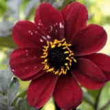 Dahlia Dreamy Hot Chocolate Dahlia Dreamy Hot Chocolate