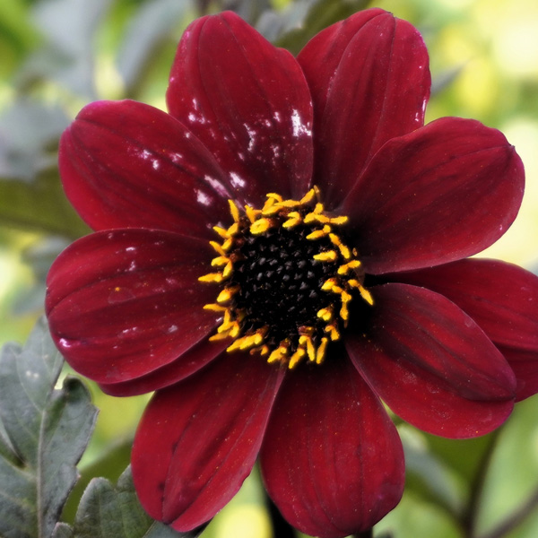 Dahlia Dreamy Hot Chocolate Dahlia Dreamy Hot Chocolate