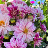 Dahlia Hypnotica Cherish Pink Dahlia Hypnotica Cherish Pink