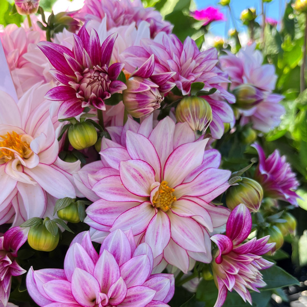 Dahlia Hypnotica Cherish Pink Dahlia Hypnotica Cherish Pink