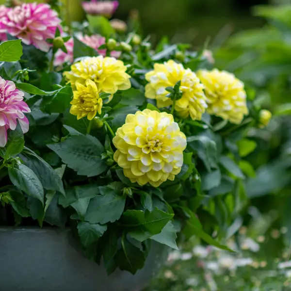Dahlia Hypnotica Lemon Swirl Dahlia Hypnotica Lemon Swirl