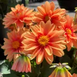 Dahlia Imagine Mini Bicolour Terracotta 1 P75dahibt - Garden Express Australia