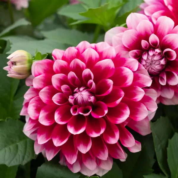 Dahlia Lubega Power Burgundy White Dahlia Lubega Power Burgundy White