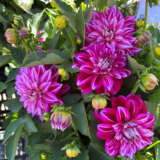 Dahlia Lubega Power Cherry Stripes Dahlia Lubega Power Cherry Stripes