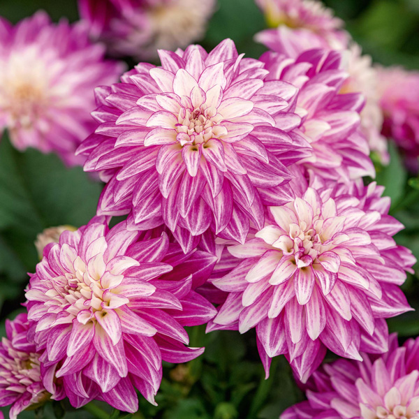 Dahlia Lubega Power Cherry Stripes Dahlia Lubega Power Cherry Stripes
