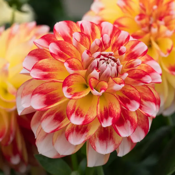 Dahlia Lubega Power Tricolour Dahlia Lubega Power Tricolour