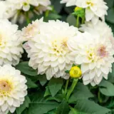 Dahlia Lubega Power White Lilac Frost Dahlia Lubega Power White Lilac Frost