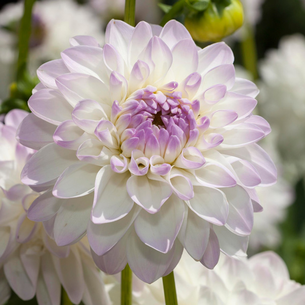 Dahlia Lubega Power White Lilac Frost Dahlia Lubega Power White Lilac Frost
