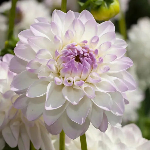 Dahlia Lubega Power White Lilac Frost Dahlia Lubega Power White Lilac Frost