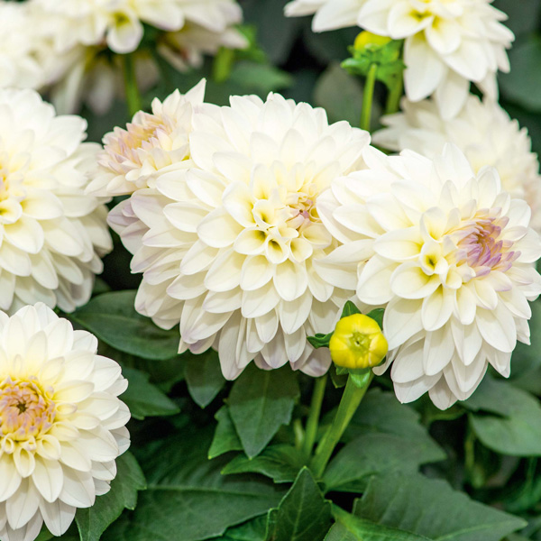 Dahlia Lubega Power White Lilac Frost Dahlia Lubega Power White Lilac Frost