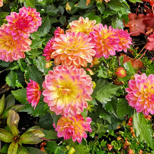 Dahlia Lubega Xl Fruit Punch Dahlia Lubega Xl Fruit Punch