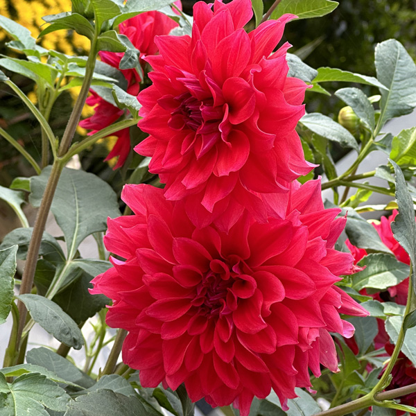 Dahlia Lubega Xl Red Dahlia Lubega Xl Red