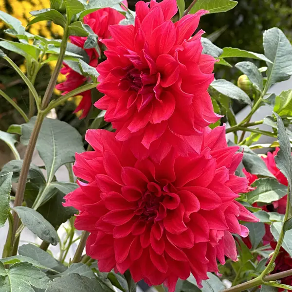 Dahlia Lubega Xl Red Dahlia Lubega Xl Red