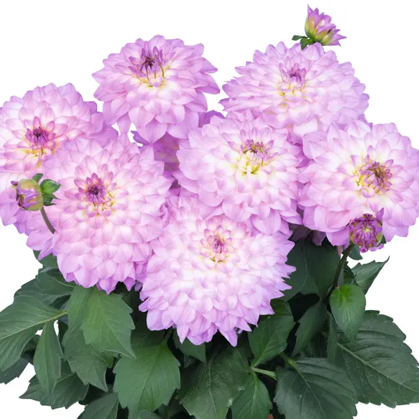 Dahlia Xxl Cozumel Dahlia Xxl Cozumel