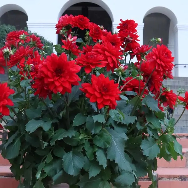 Dahlia Xxl Ruby Red Dahlia Xxl Ruby Red