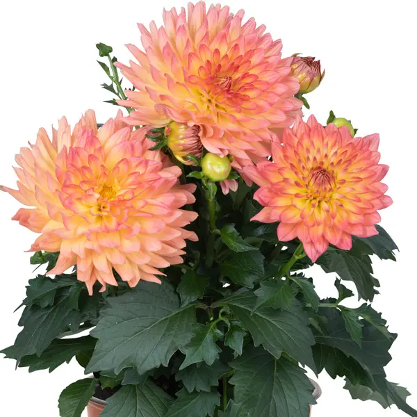 Dahlia Xxl Sunrise Dahlia Xxl Sunrise