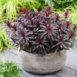 Euphorbia Miners Merlot Lpleupmme - Garden Express Australia