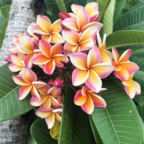 Frangipani George Brown 200mm Frangipani George Brown 200mm