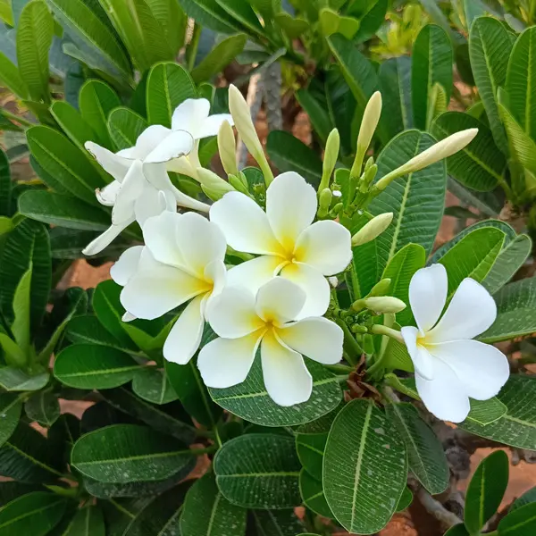 Frangipani Petite White Frangipani Petite White