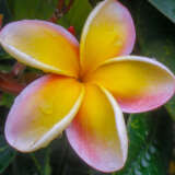 Frangipani Thai Beauty Frangipani Thai Beauty