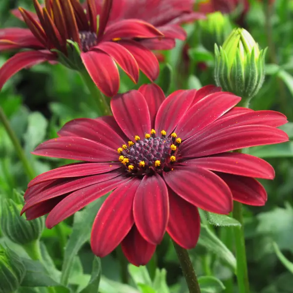 Osteospermum Flame