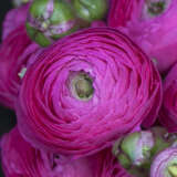 Ranunculi F1 – Mauve Ranunculi F1 – Mauve