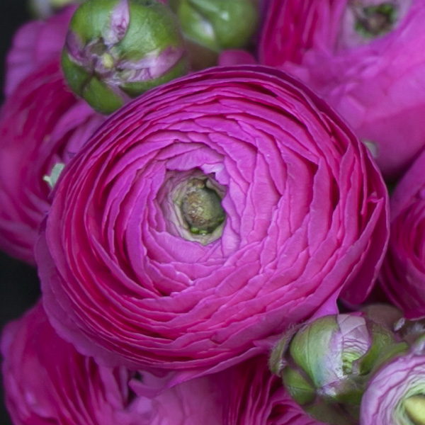 Ranunculi F1 – Mauve Ranunculi F1 – Mauve