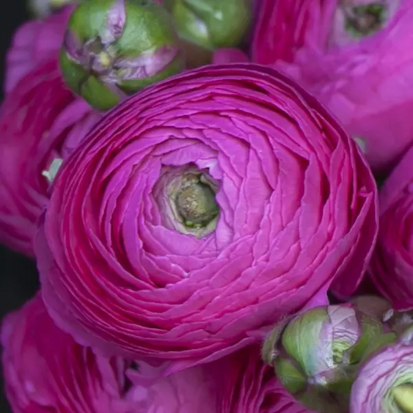 Ranunculi F1 – Mauve Ranunculi F1 – Mauve
