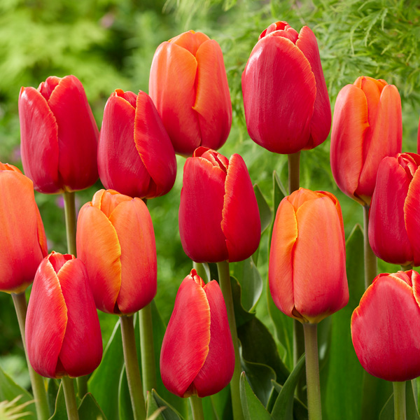 Tulip Red & Orange Blend Tulip Red & Orange Blend