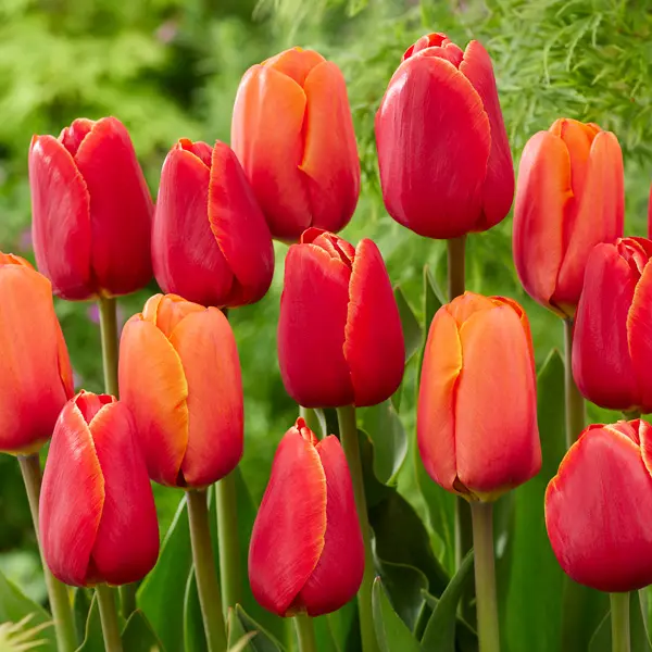 Tulip Red & Orange Blend Tulip Red & Orange Blend