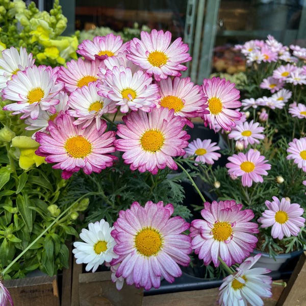 Argyranthemum Aramis Bicolour Rose Argyranthemum Aramis Bicolour Rose